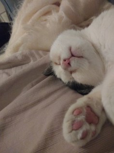 Reggie the black and white rescue cat