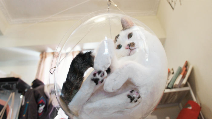 black and white cat in clear feline bubble chair