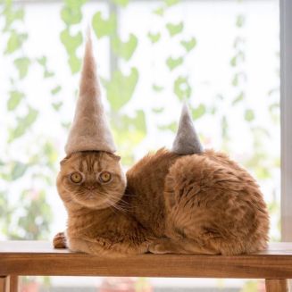 a ginger cat wearing a hat made from his own hair