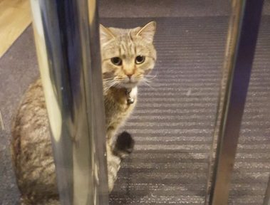 orange cat gets locked in banik