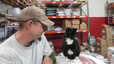 black and white cat has a job at a feed store