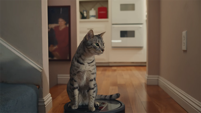 tabby cat riding a roomba