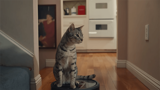 tabby cat riding a roomba