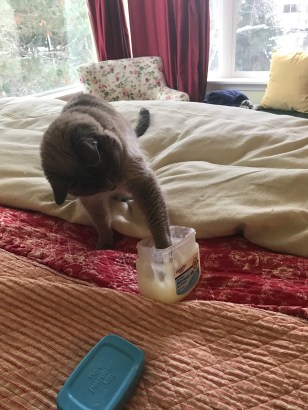 Siamese cat dipping into Vaseline jar
