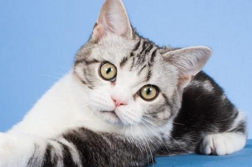 prod-mowgleaves-stonhenge1