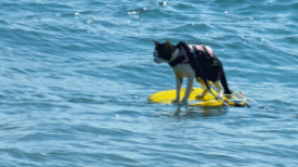 cat with life jacket on surf board
