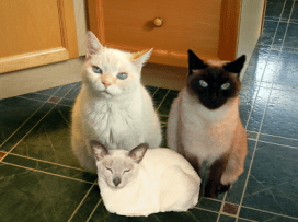 two siamese and a white cat