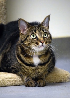 beautiful female tabby cat up for adoption in Norwich, CT
