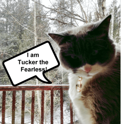 tuckerthefearless