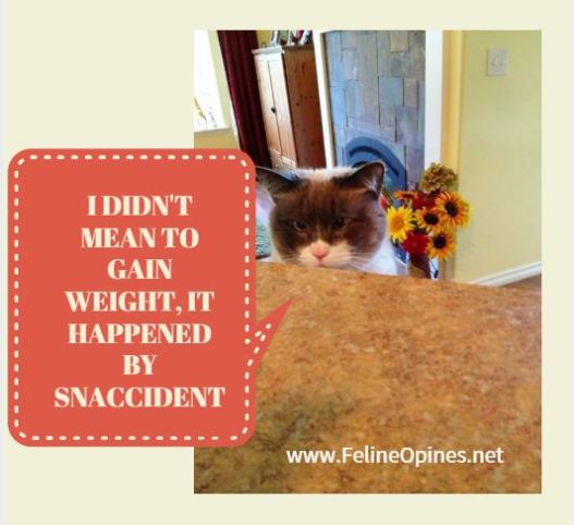 Siamese cat at the kitchen counter talking about gaining weight