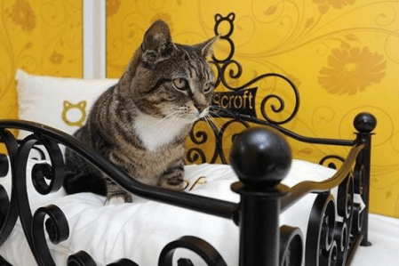 tabby cat in wrought iron kitty bed