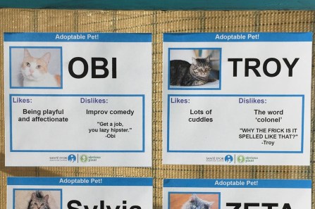 funny cat adoption cards