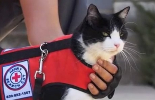 black and white cat who helps find lost felines