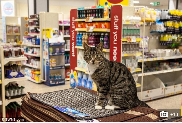 British tabby cat hangs out in Wilco store