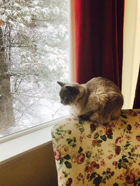 Siamese cat sitting on floral chair by red curtains looking out the window 