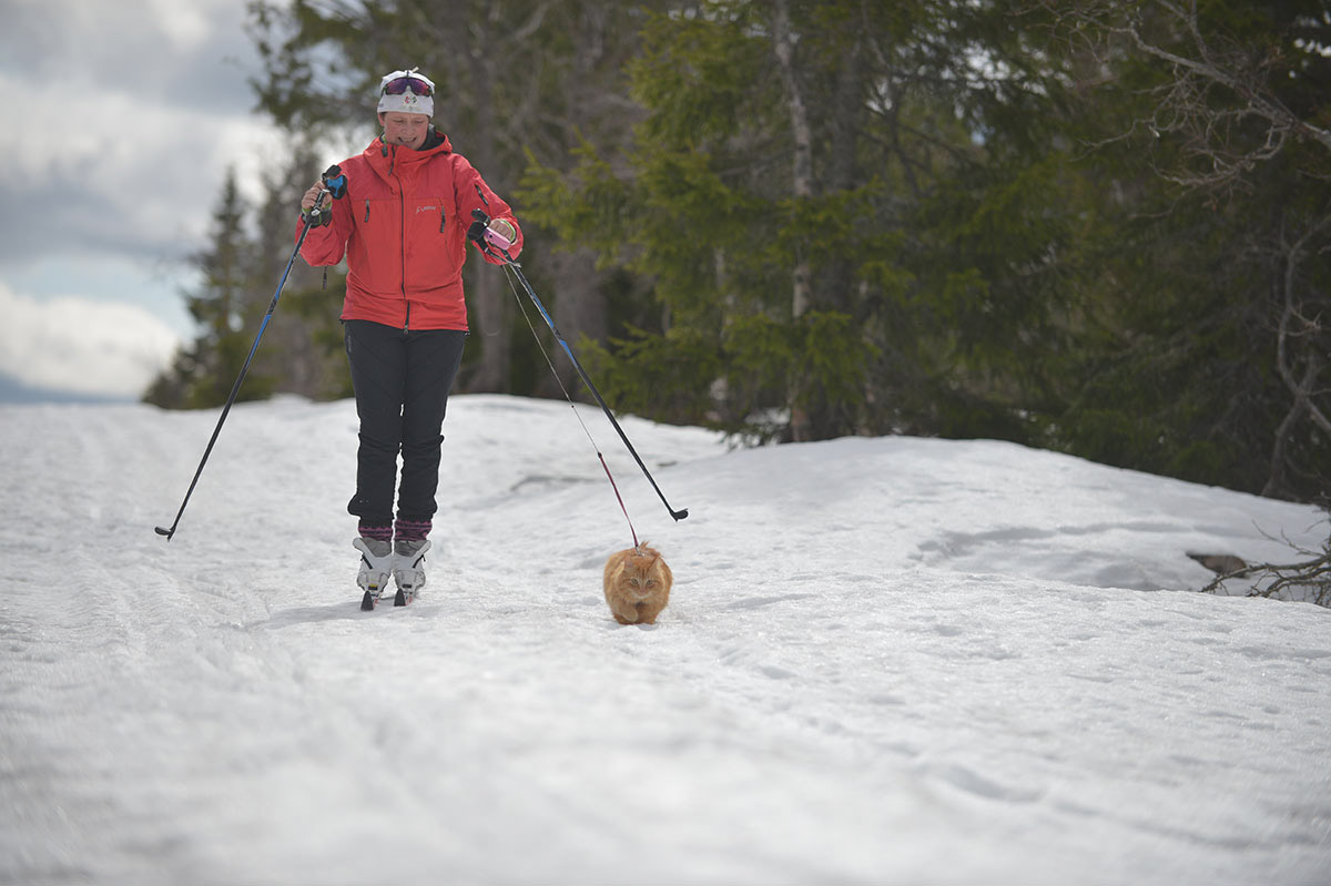 orange cat skiing with his human