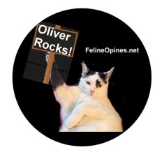 Oliver the black and white cat holding sign