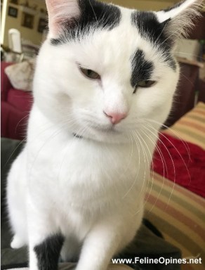 black and white cat with a sneer on his face