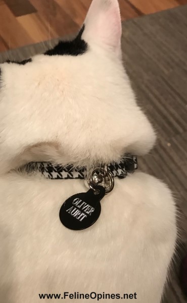 black and white cat with black and white checked collar