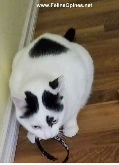 black and white cat chewing on his collar