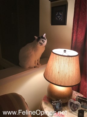 black and white cat sitting on ledge by lamp