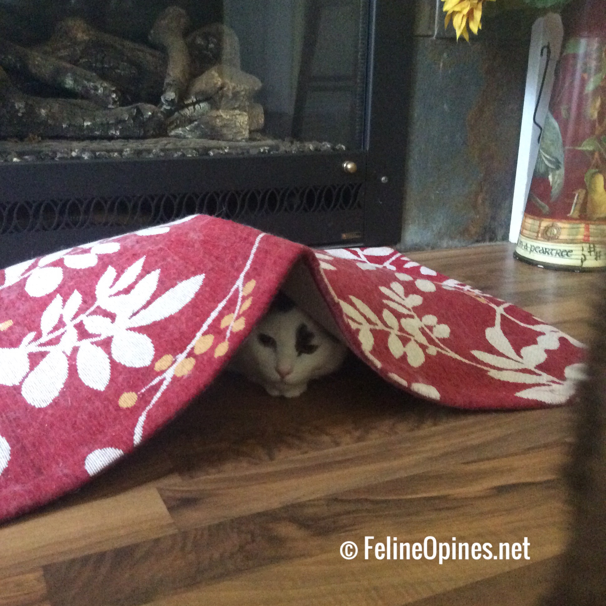 black and white cxat hiding under red and white rug