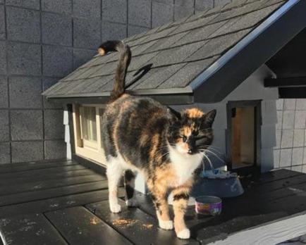 Calico mascot of the Boston SWAT team gets a new house