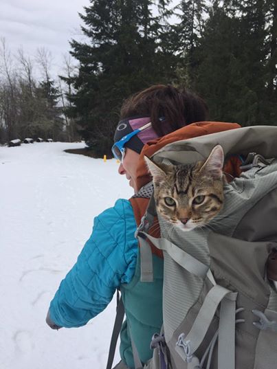 tabby cat peeking out of a knapsack in the snow