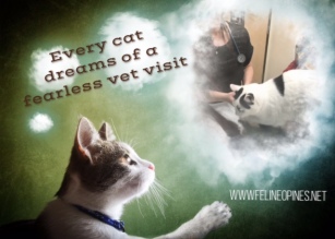 fearless vet visits for cats