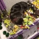tabby cat in store on a catnip bender