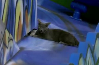 gray cat sneaks into Marlins opening season game