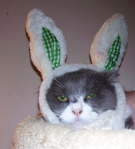 gray and white cat in bunny ears