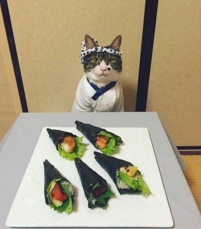 black and white cat dressed as sushi chef
