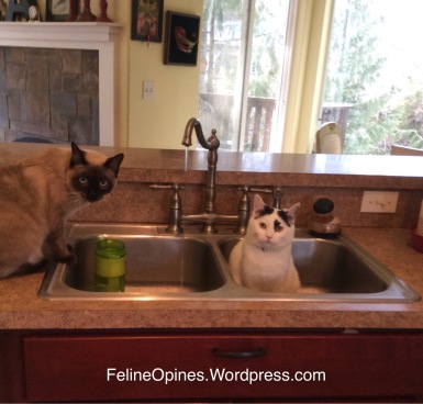 a siamese cat and black and white cat sitting in a sink