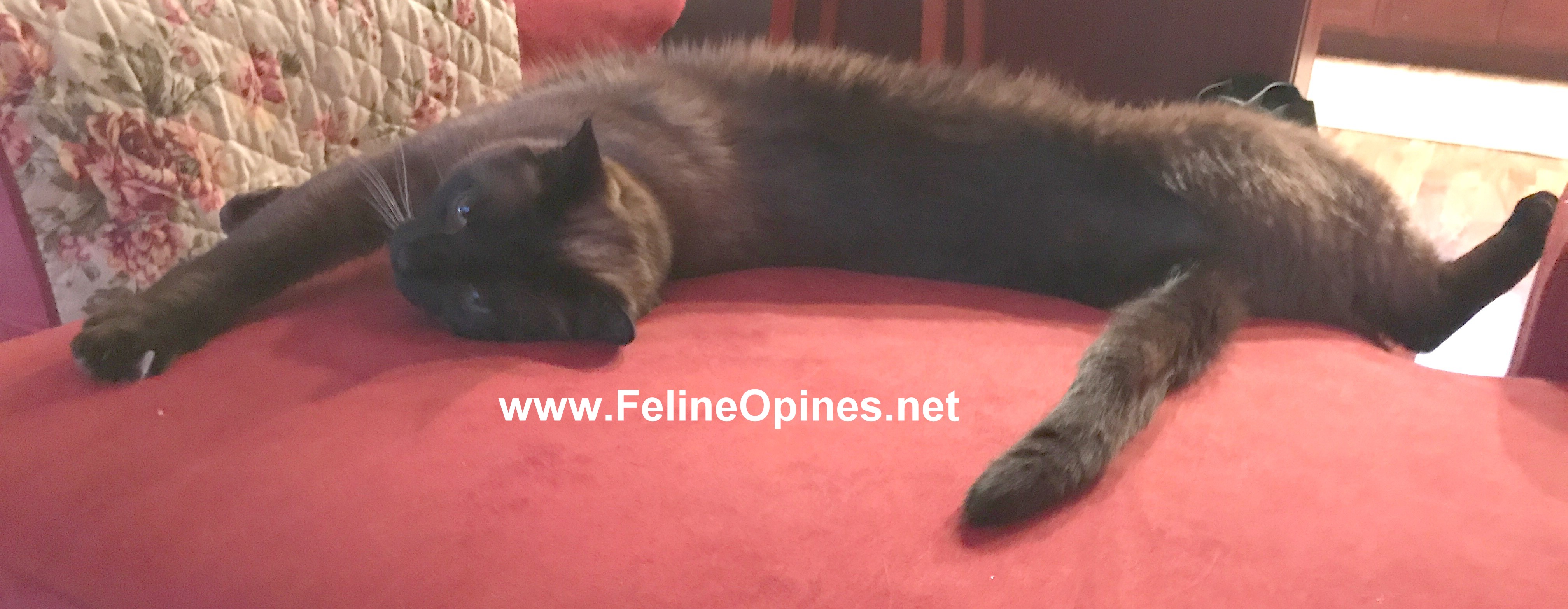 File Apr 17, 3 51 06 PM