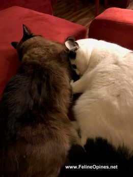 Siamese and Black and White cat sleeping togewther