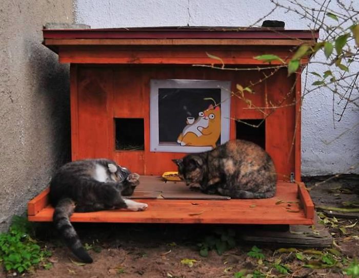 2 cats in feral tiny house in Riga, Latvia