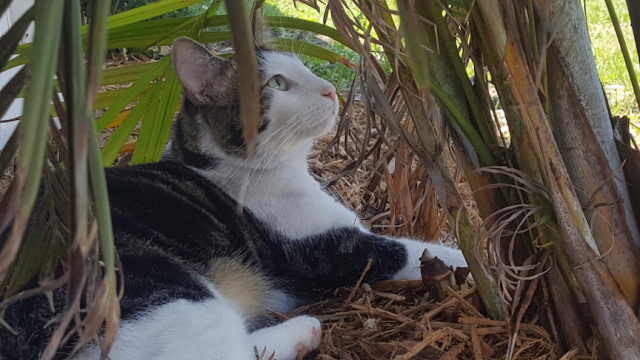 black and white cat selifie