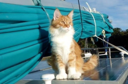 oprange and white maine coon cat helps his deaf owner on sdailboar