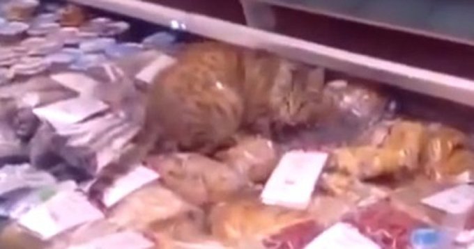 cat sneaks into store and eats 1000.00 worth of seafood