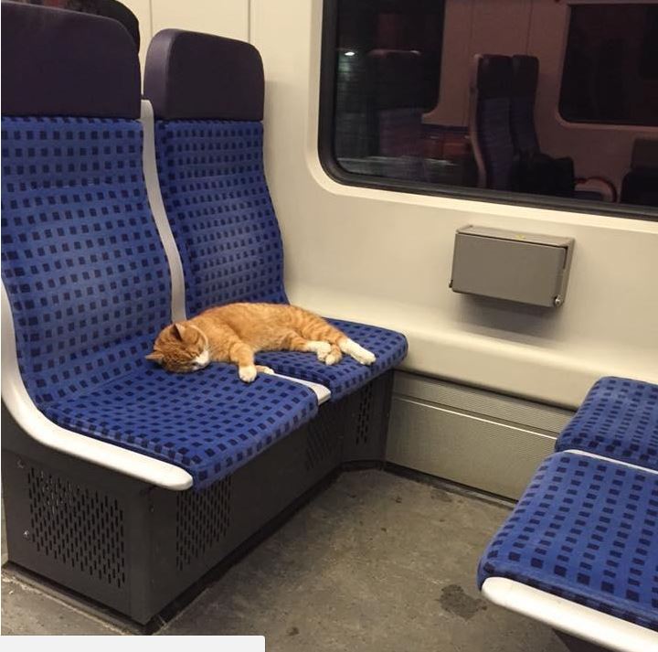 ginger tabby sleeps on free ride on German sibway