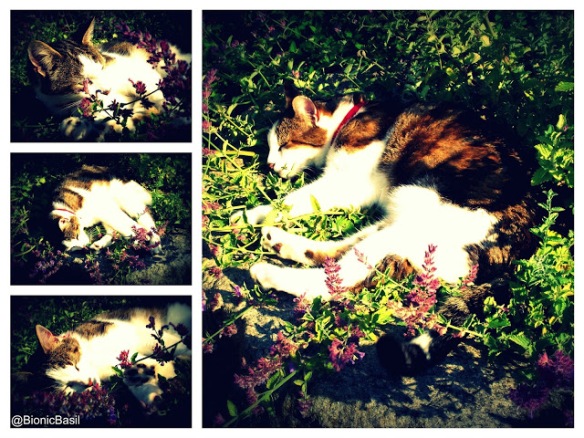 Basil Snoozing In Catmint @BionicBasil