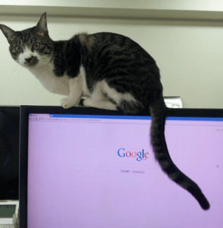 black and white cat perched on top of a computer monitor