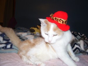 orange and white cat wearing a red hat