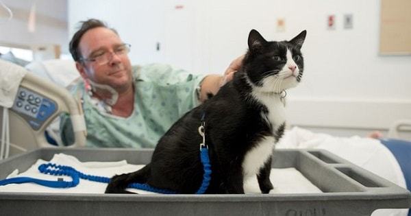 black and white tuxedo cat helps patients at hospital