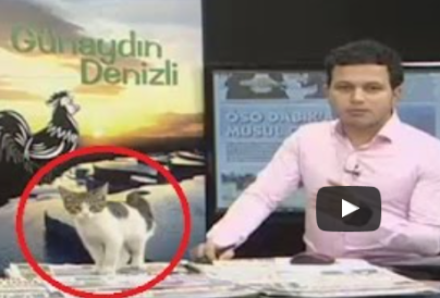 gray and white kitten walks onto TV set