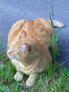 orange tabby in grass