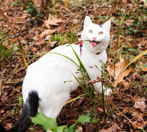 white cat with black spots enjoys trips to the national parks
