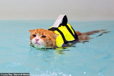 orange tabby in pet life jacket swimming in pool