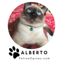 Siamese cat with blue eyes